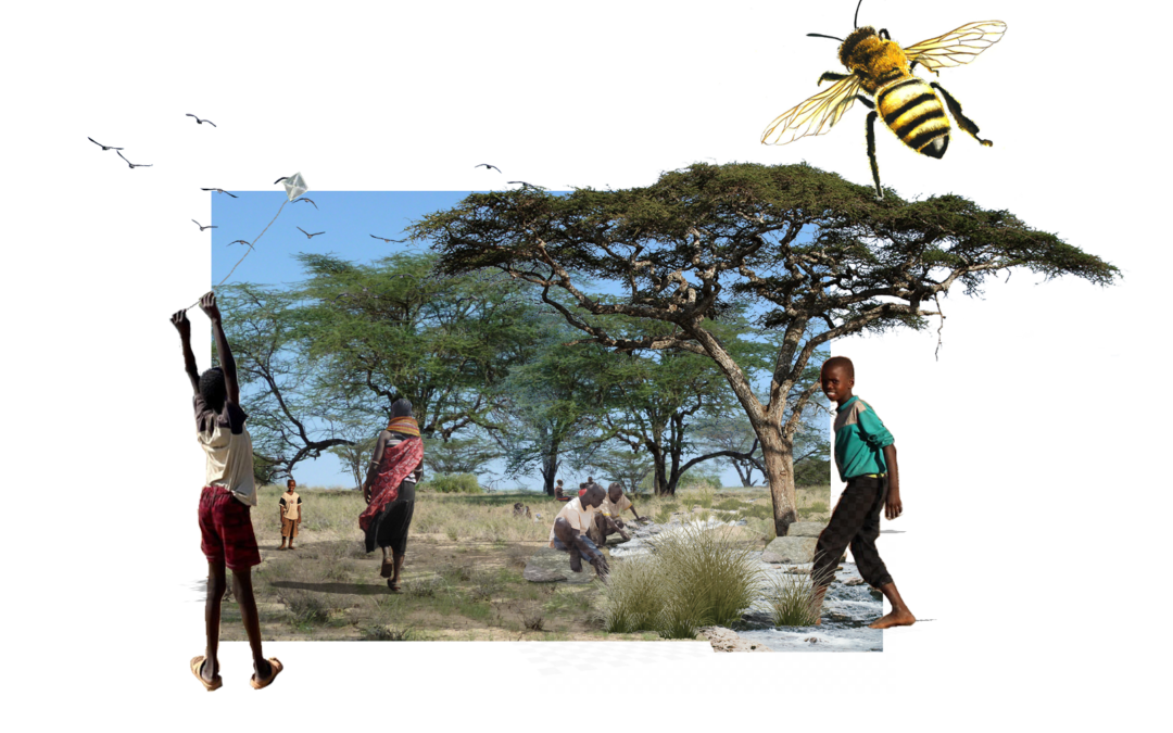 BEES FOR KALOBEYEI